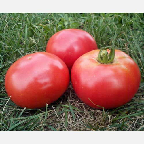  妙紅（みょうこう）