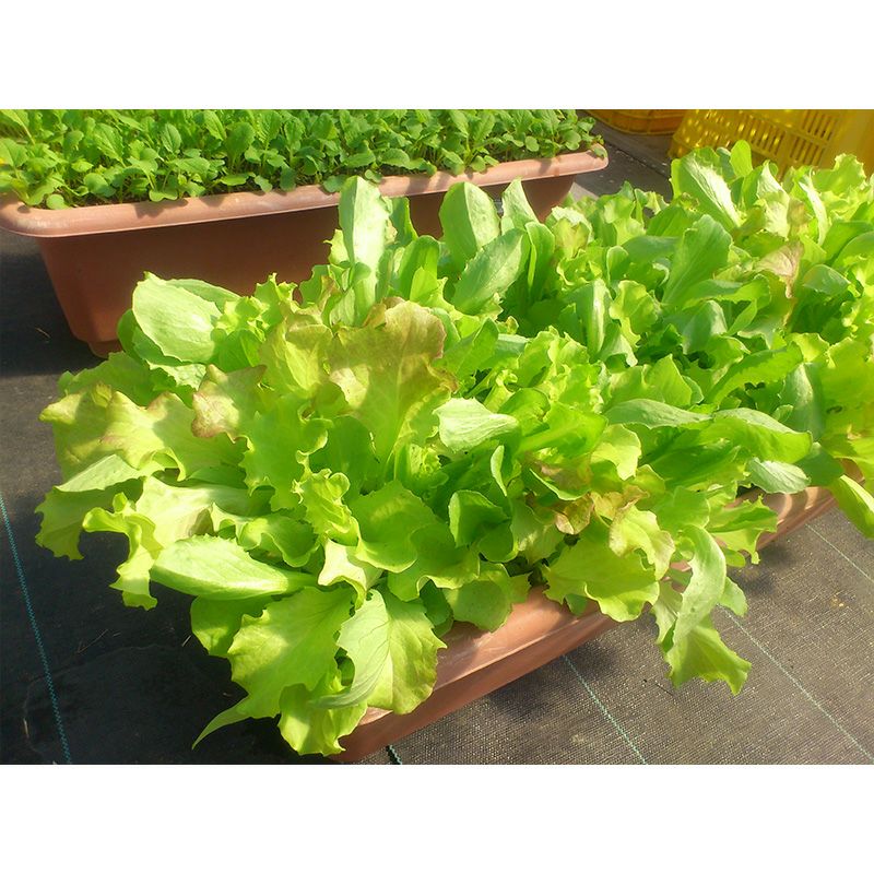 ベビーリーフ　レタスミックス