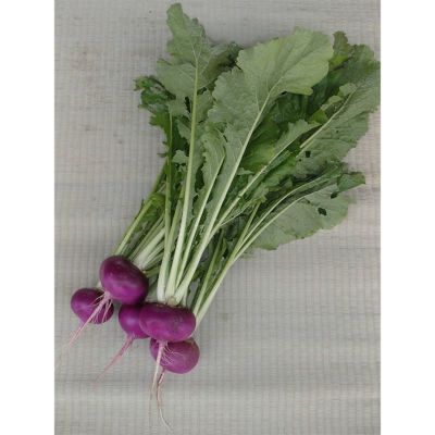 木曽紫カブ