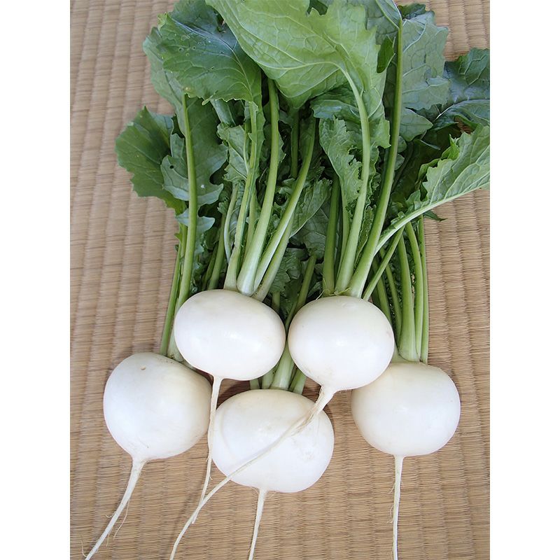 白の宝石（白カブ）