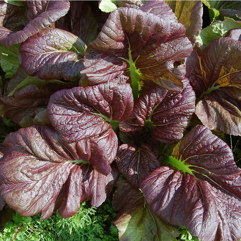 信州高菜（しんしゅうたかな）