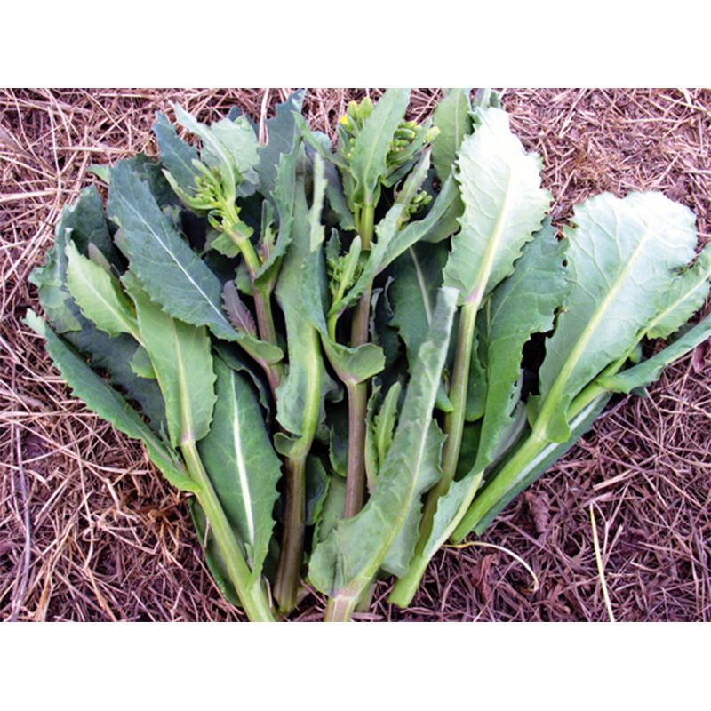 川島かき菜（かわしまかきな）