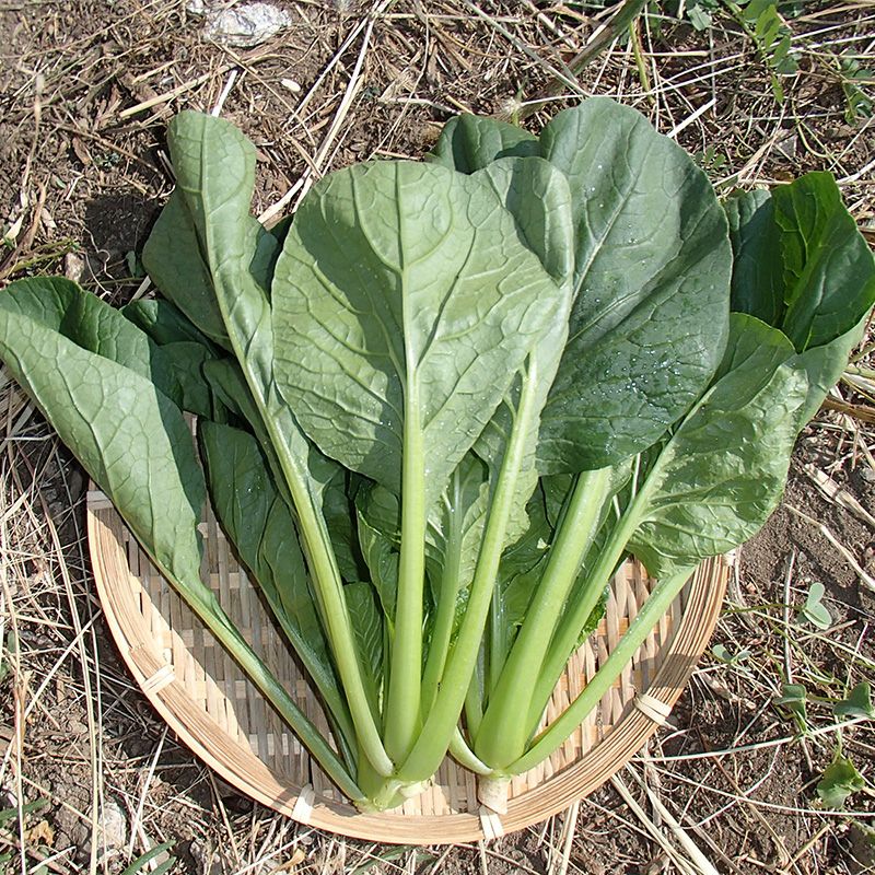  新戒青菜（しんかいあおな）