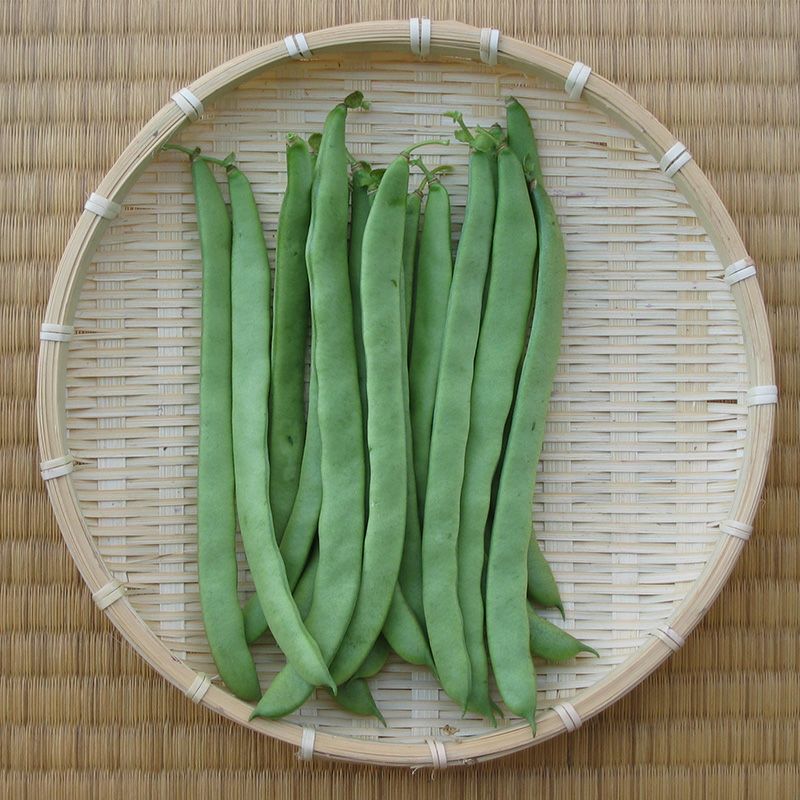 越谷インゲン（こしがやいんげん）