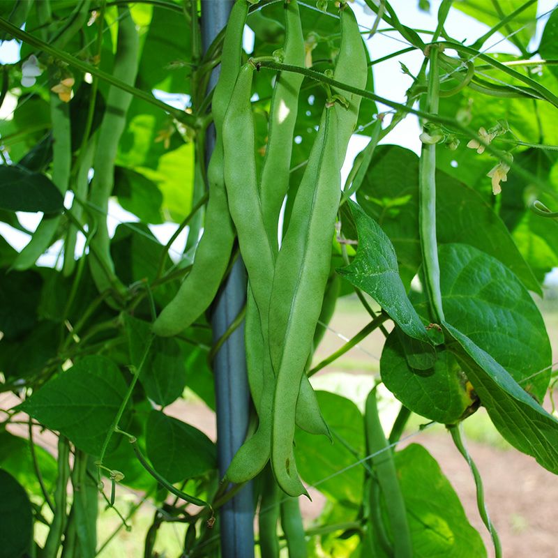 島村インゲン（しまむらいんげん）