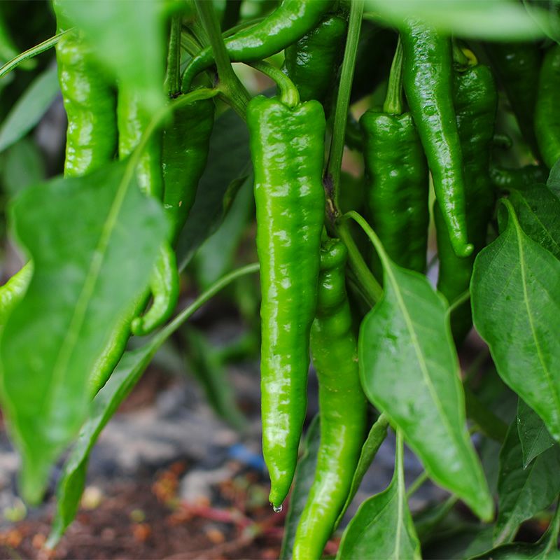 新緑甘とう（しんりょくあまとう）