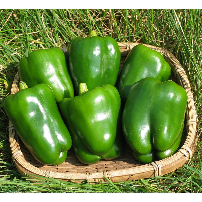 自生えピーマン（じばえぴーまん）