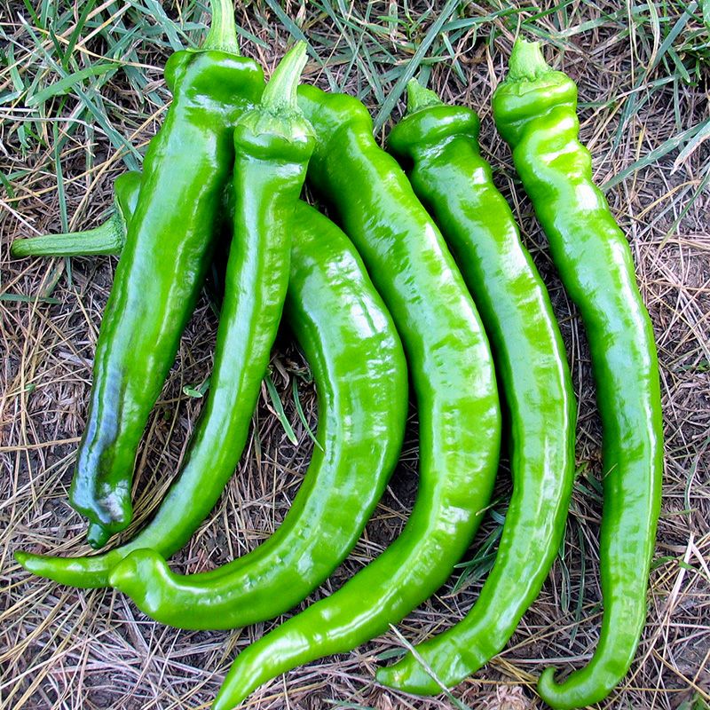 甘とうがらし(自農系)