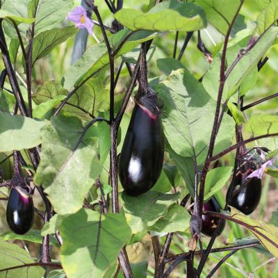  黒小町（くろこまち）