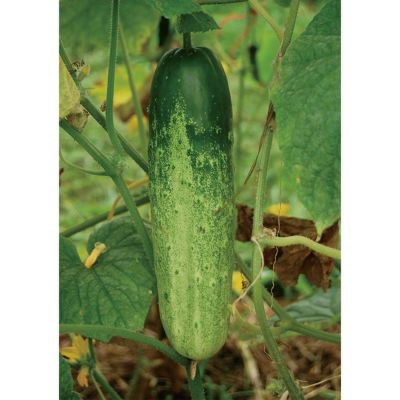 大豊在来（おおとよざいらい）
