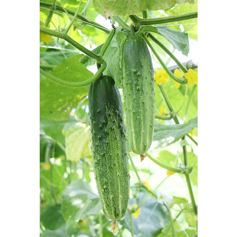 須藤胡瓜（すどうきゅうり）