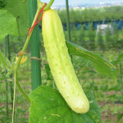 しろうま