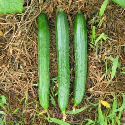 今井節成（いまいふしなり）
