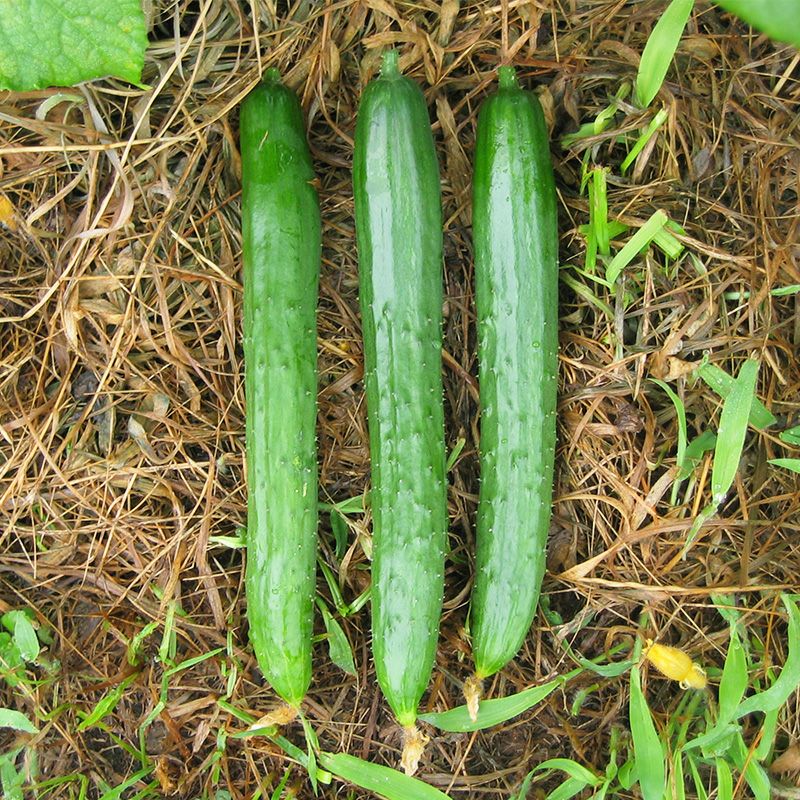 今井節成（いまいふしなり）