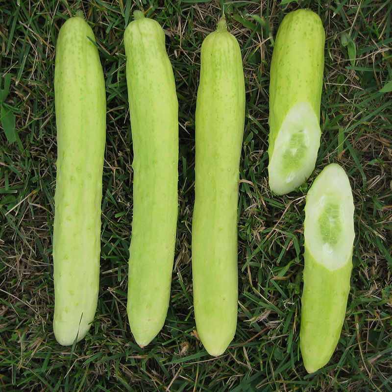 白黄ウリ（しろきうり）