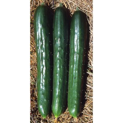 胡瓜（キュウリ）の種 | 自然農法の野菜の種の通販サイト