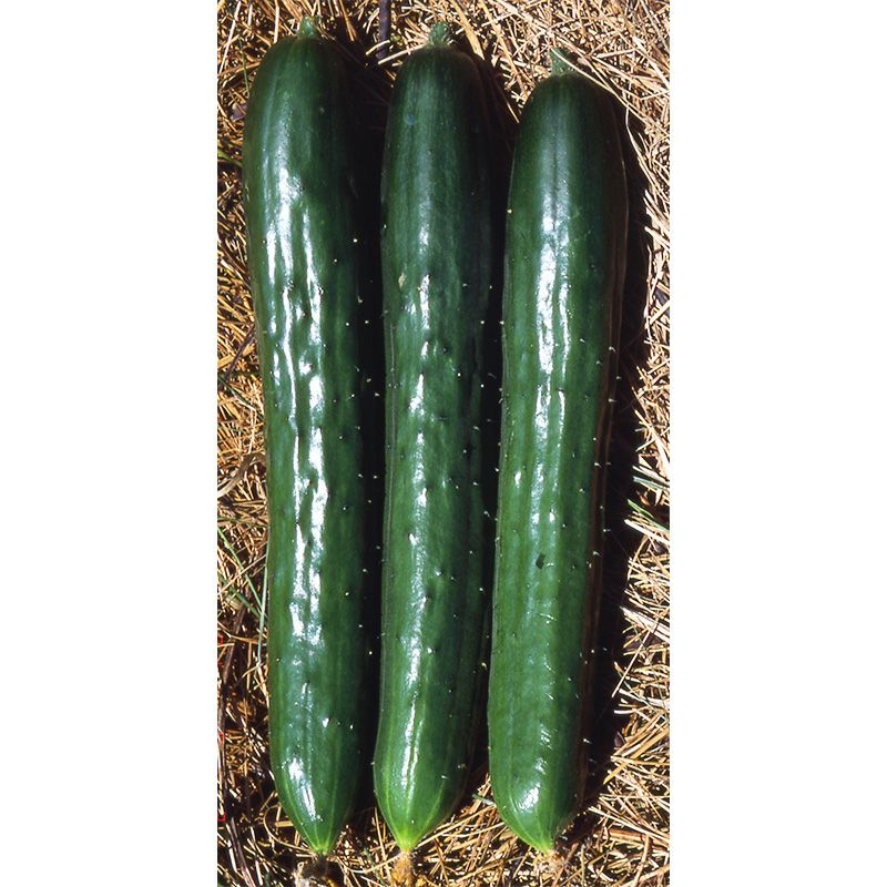 上高地５号（かみこうちごごう）